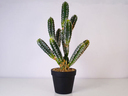 Kaktus u posudi 44,5 cm