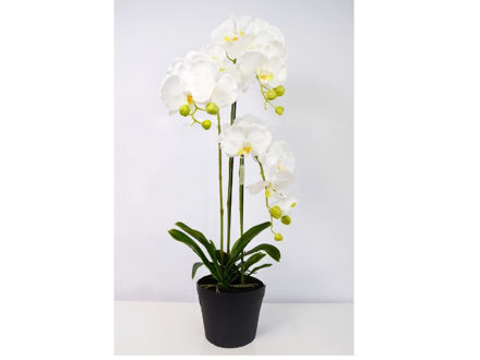 Orhideja u posudi 80 cm