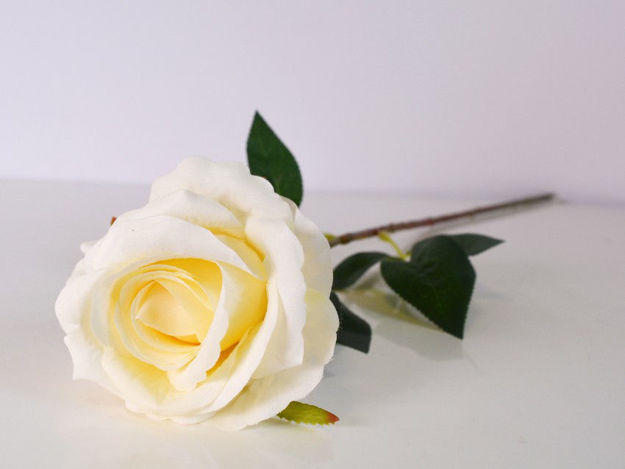 Slika Ruža 65 cm