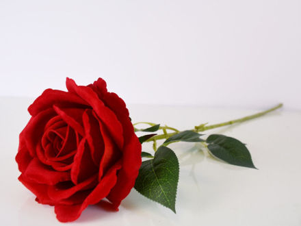 Slika Ruža 70 cm