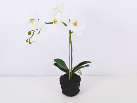 Slika Orhideja s korijenom 45 cm