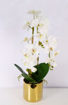 Slika Orhideja u posudi 80 cm
