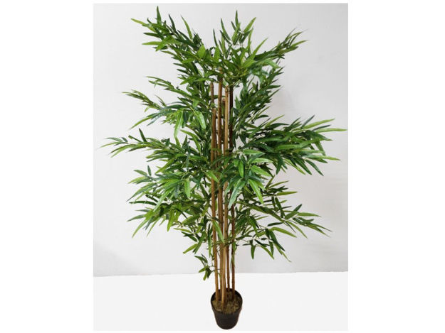 Slika Bambus u posudi 220 cm