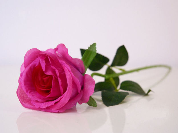 Slika Ruža 50 cm