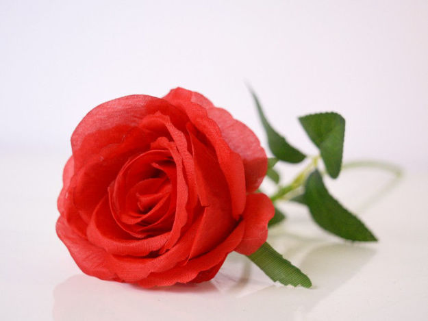 Slika Ruža 50 cm