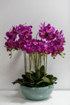 Slika Orhideja u  posudi 80 cm