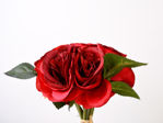Slika Buket ruža  23 cm