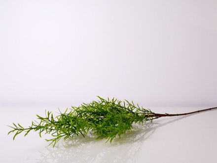 Slika Grana zelenila, 75 cm