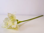 Slika Narcis 68 cm