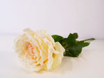 Slika Ruža 75 cm