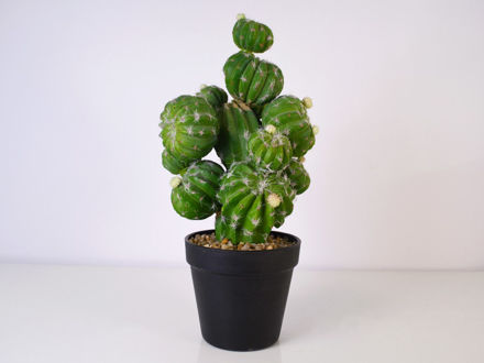 Slika Kaktus u posudi 33 cm