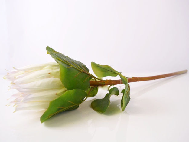 Slika Protea 68 cm