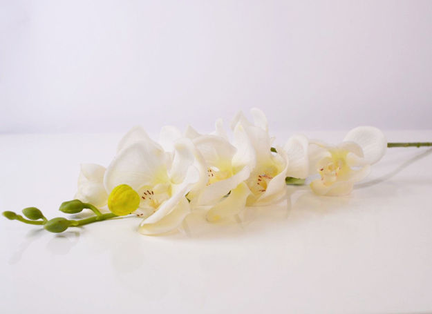 Slika Orhideja 56 cm