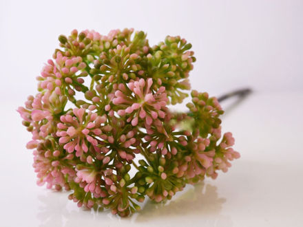 Slika Cvijet aglia odorata 55 cm