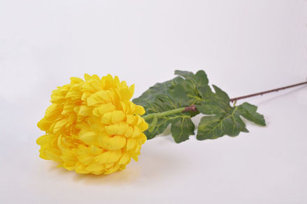 Slika Krizantema 70 cm; žuta