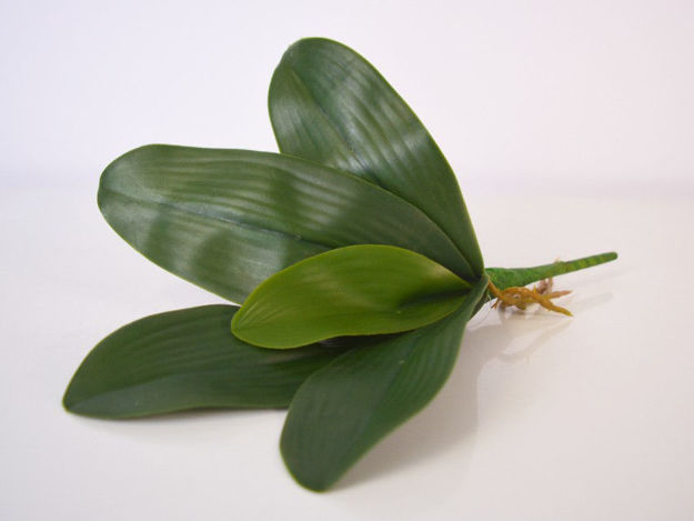 Slika Listovi orhideje 30 cm