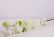 Slika Wisteria 100 cm