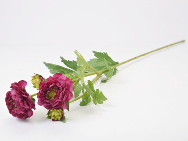 Slika Ranonkul 60 cm; 4 cvijeta; bordo