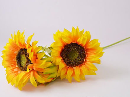 Slika Suncokret 70 cm; 2 cvijeta; žuta