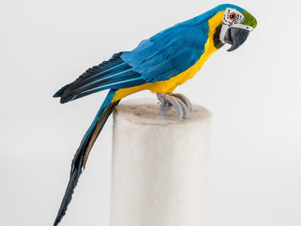 Slika Dekoracija papiga 46x11.5x11.5cm. plava/žuta