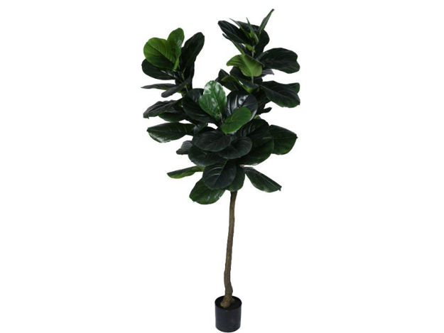 Slika Umjetno drvo fikus elastica 210 cm; 58 listova