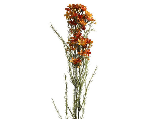Slika Wax flower suhi 78 cm narančasta