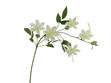 Slika Clematis 78 cm krem