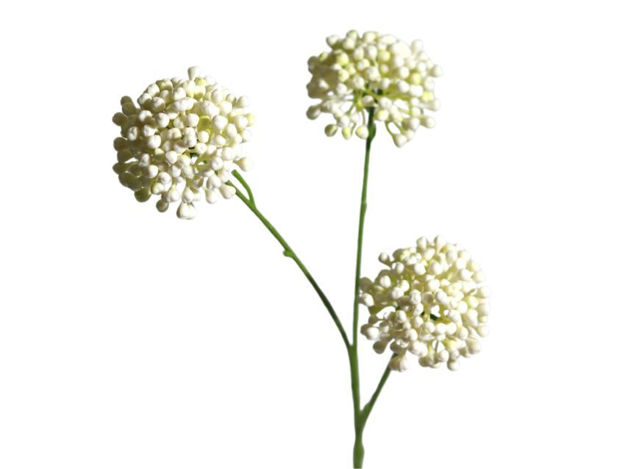 Slika Allium pup x3 60 cm bijela