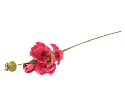 Slika Grana maka 58 cm; roza