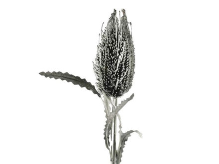Slika Cvijet grana srebrna