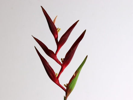 Slika Strelicija grana 78 cm crvena