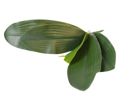 Slika List orhideje 30 cm