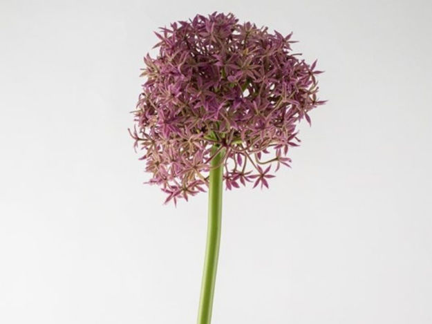 Slika Allium ljubičasta 80 cm