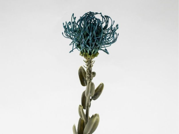 Slika Protea paun plava 61cm