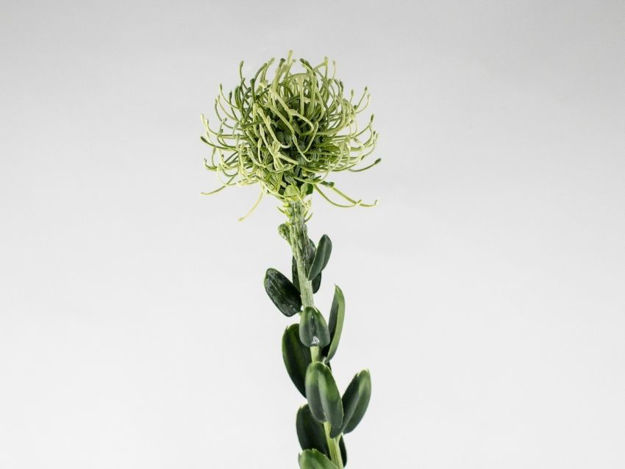 Slika Protea sv. Zelena 61cm