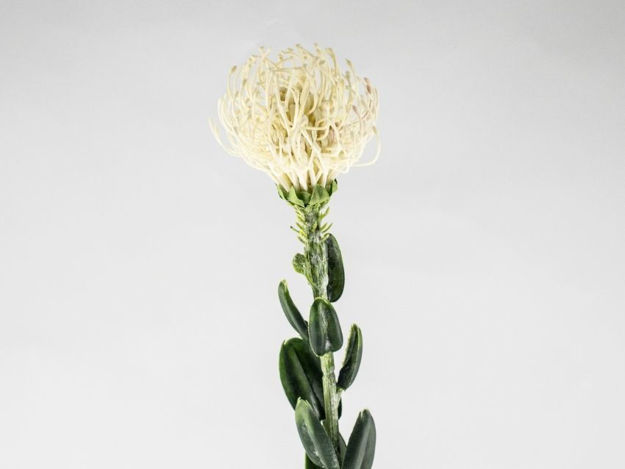 Slika Protea krem 61 cm