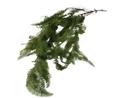 Slika Paprat blechnum visećI grm 115 cm zelena