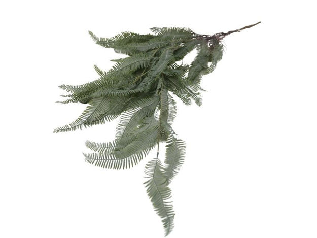 Slika Paprat blechnum visećI grm 115 cm sivo zelena