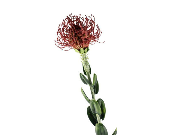 Slika Protea crvena 61 cm