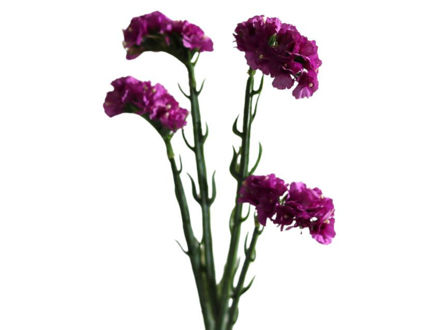 Slika Limonium x4 64 cm violet