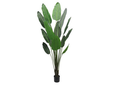 Slika Umjetno drvo strelicija 210 cm; 15 listova