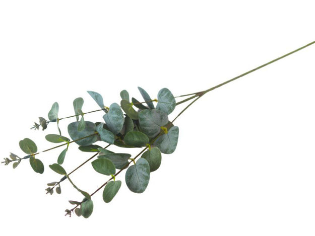 Slika Eukaliptus 64 cm; zelena