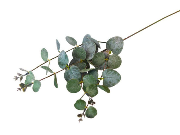 Slika Eukaliptus 64 cm; zelena/gliter