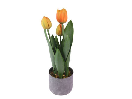 Slika Tulipan u posudi 47 cm; žuto narančasta