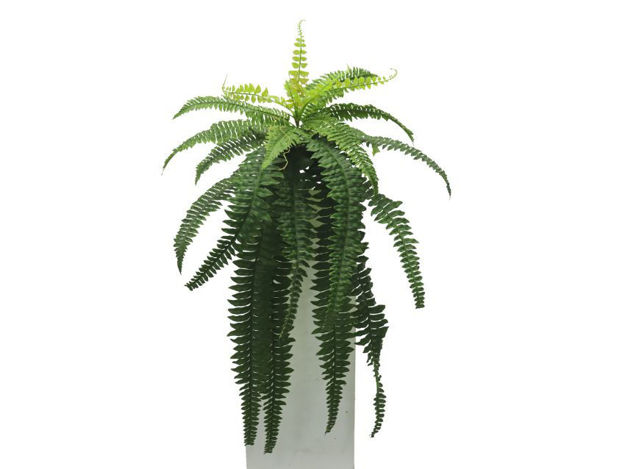 Slika Puzavica paprat 76cm; 25 listova; zelena
