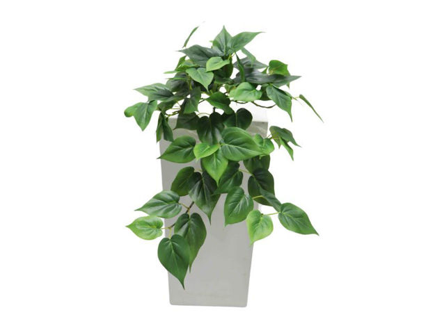 Slika Puzavica 70 cm; 106 listova; zelena