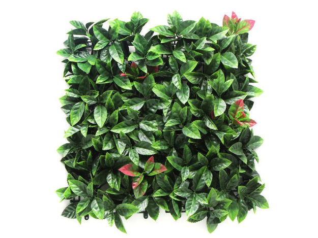 Slika Umjetni zeleni zid Photinia s UV zaštitom; 50x50 cm