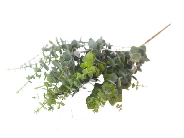 Slika  Buket eukaliptus 46 cm; zelena