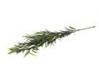 Slika  Grana zelenila 84 cm; zelena