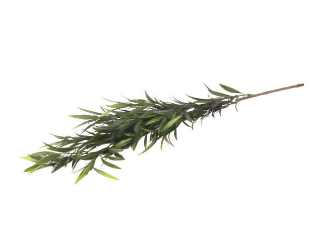 Slika  Grana zelenila 84 cm; zelena